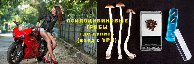 Галлюциногенные грибы Psilocybe  Сорочинск 